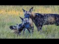 The incredible power of a pack of wild dogs  our world