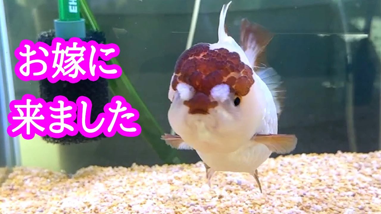 The female goldfish I had been longing for turned out to be a