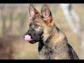 How to use a Kong toy to help dogs deal with crate and separation related anxiety! How to use a Kong toy to help dogs deal with crate and separation related anxiety!