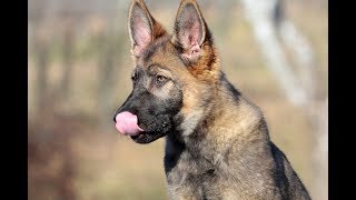 kong separation anxiety