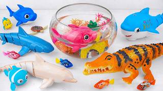 [Toy asmr] Baby Shark &amp; Zuru Robo Fish &amp; Aquarium Playset &amp; RC Shark ASMR Satisfying with Unboxing