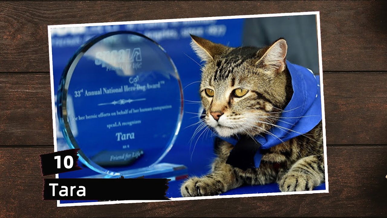 勇貓 Tara 貓咪人物誌 Youtube