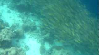 20121117 Cebu 資生堂島浮潛之超多魚-part 2