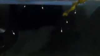 Opae Ula: 2nd Batch of Larvae
