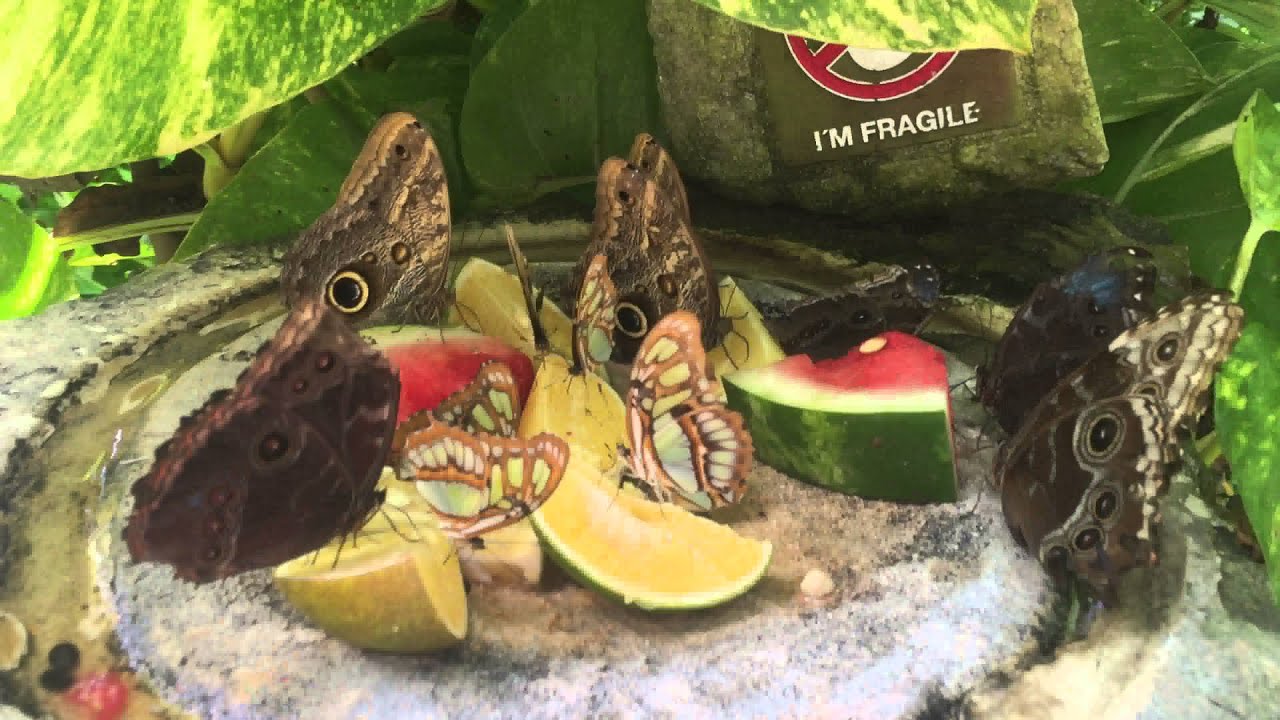 Lifeproof FrePOWER - iPhone 6S 4K XCARET