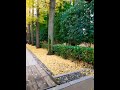 Otaguro park in Suginami ku, Tokyo, Japan fall in Japan 2018