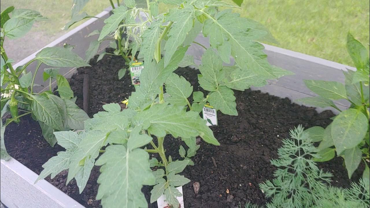 Costco Planter update YouTube