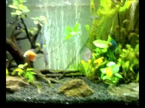 Aquarium Scape - YouTube