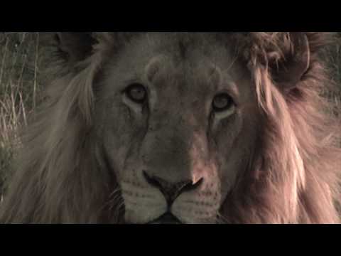 THE GREAT LION 2019