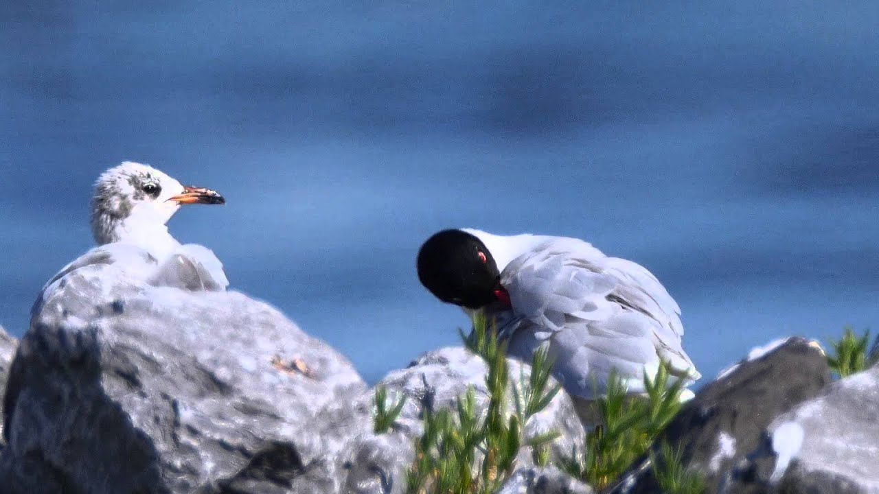 Mediterranean Gull - Ichthyaetus melanocephalus - Zwartkopmeeuw 