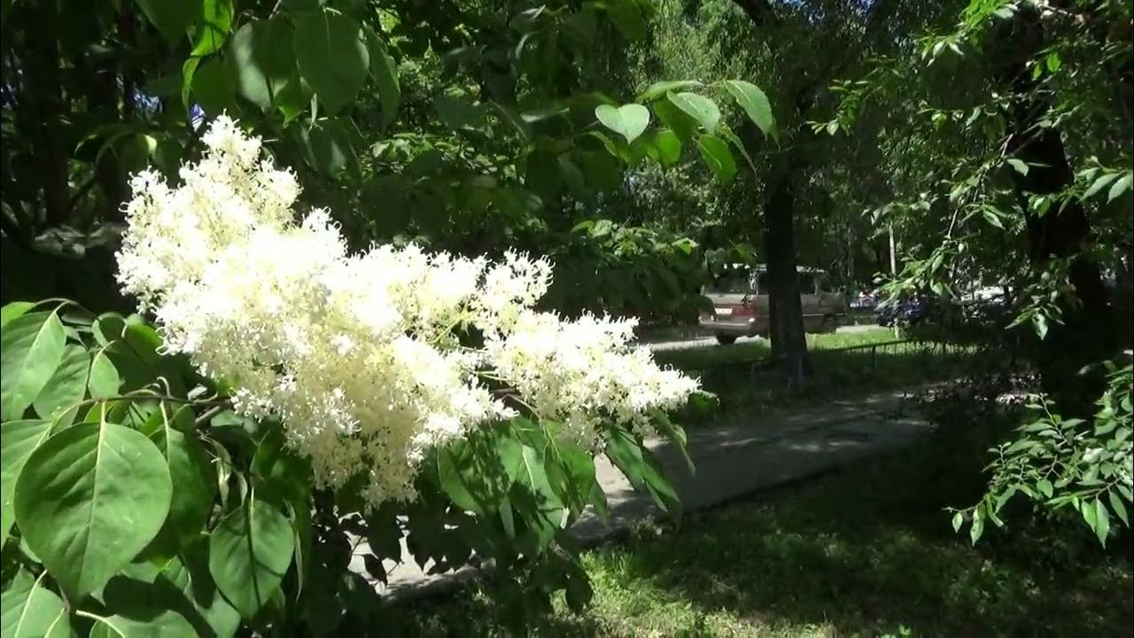 Цветы партизанск