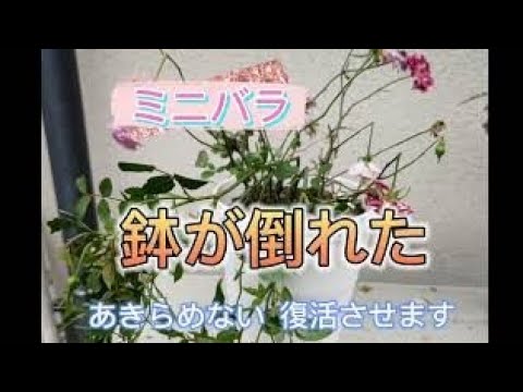 バラ 鉢が倒れたミニバラのお手入れです Youtube バラ 鉢が倒れたミニバラのお手入れです Youtube