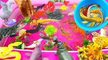 SINH VẬT BIỂN,CÁ MẬP,ỐC MƯỢN HỒN,CÁ HEO,CHIM CÁNH CỤT,BẠCH TUỘC, SỨA,CÁC CON VẬT