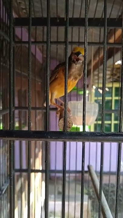 Suara burung manyar kelapa gacor