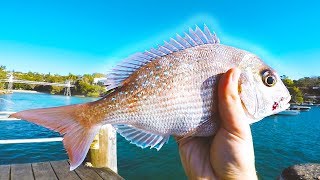 Sydney Harbour Landbased SNAPPER!! | Fishing Australia