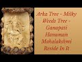 Arka Tree - Milky Weeds Tree - Ganapati Hanuman Mahalakshmi Reside In It.(English Sub-titles)