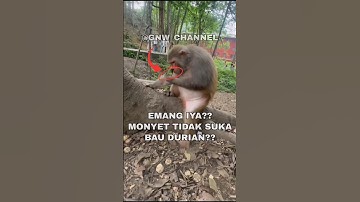 MONYET ALERGI BAU DURIAN?? #shortsvideo