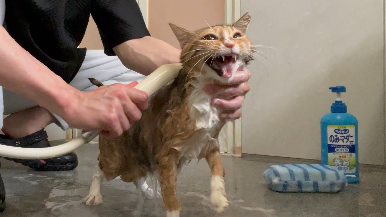 パーキングエリアに捨てられた猫をシャンプーしてみた結果...