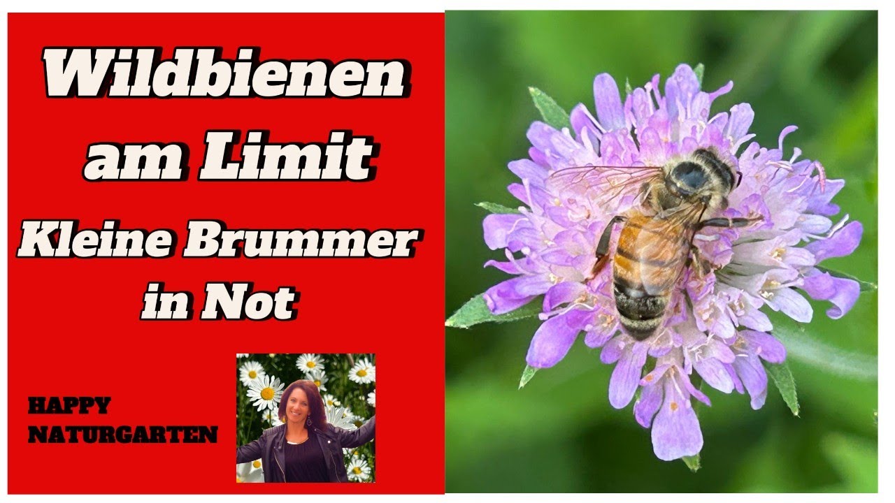 Die Honigbienenplage #wildbienen