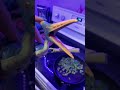 Making tacos 🌮 with Shady Bird!
