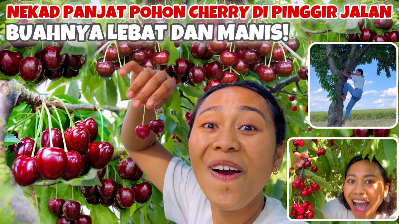 AKHIRNYA BISA PANEN CHERRY DI PINGGIR JALAN LAGI!!