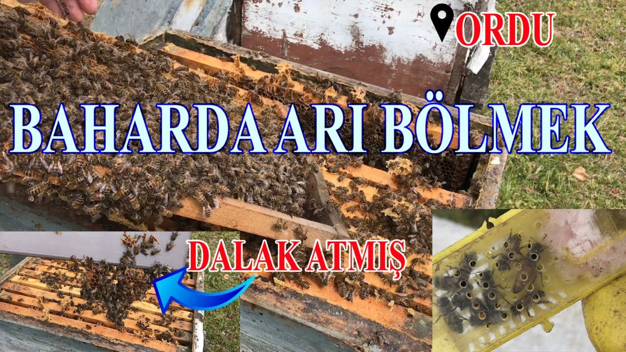 Деление пчел весной