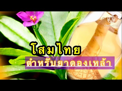 สมุนไพรดองเหล้า | โสมไทย แก้กะษัย บำรุงกำลังบำรุงปอด #โสมไทย