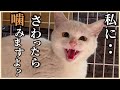 野良猫シロちゃん、家の中に入れます。