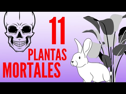 Video: Conejo A La Menta Con Frijoles