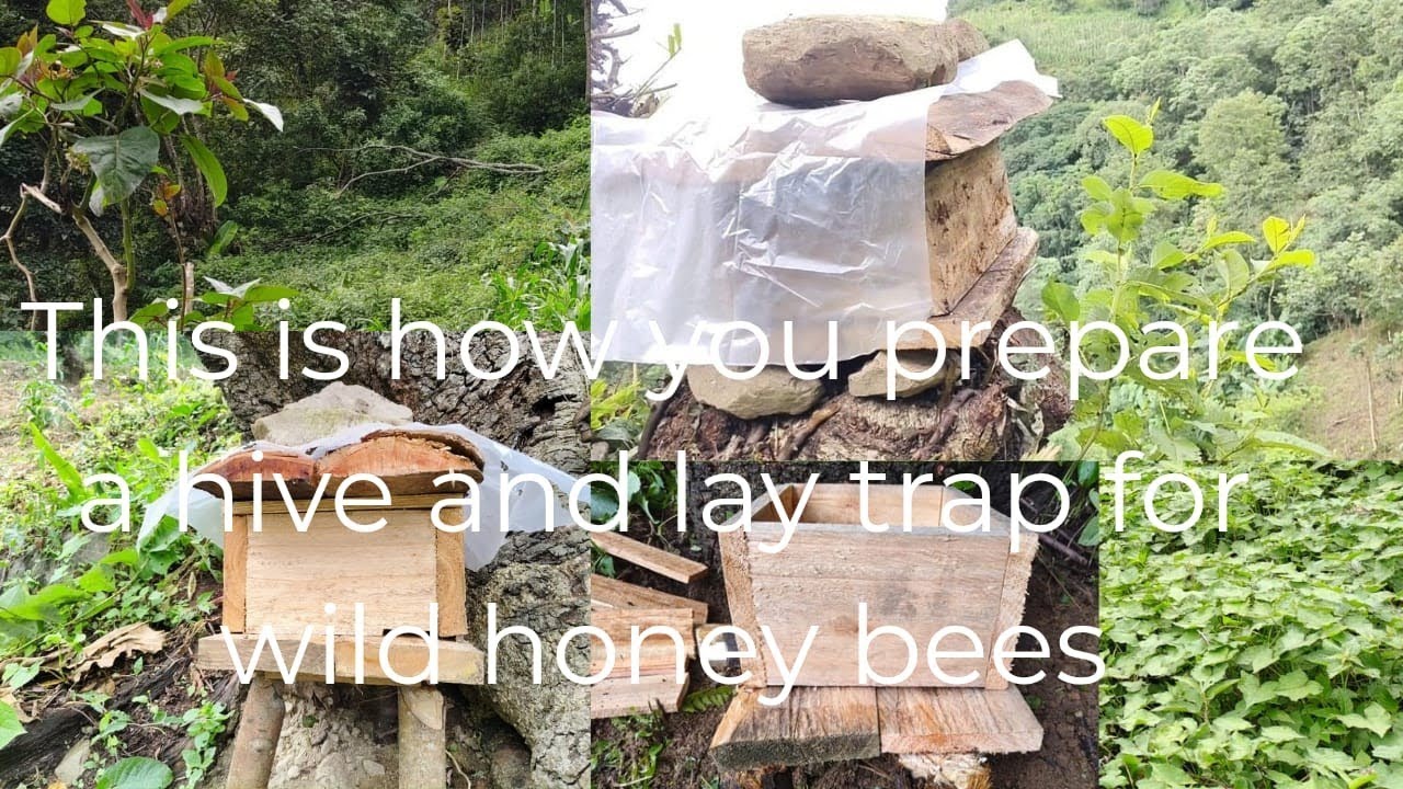 Laying swarm traps for honey bees in Nagaland