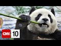 Parrot Behavior and Panda Welfare