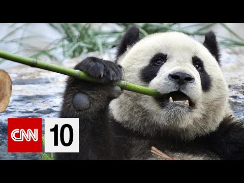 A Look At Panda Diplomacy | April 27, 2023