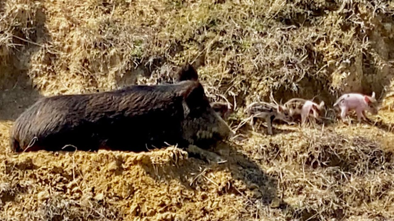 Wild Hog Mama With Newly Born Piglets 