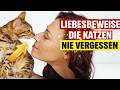 Hier sind 7 Beweise der Liebe, die deine Katze von dir erwartet (gibst du sie ihr?)