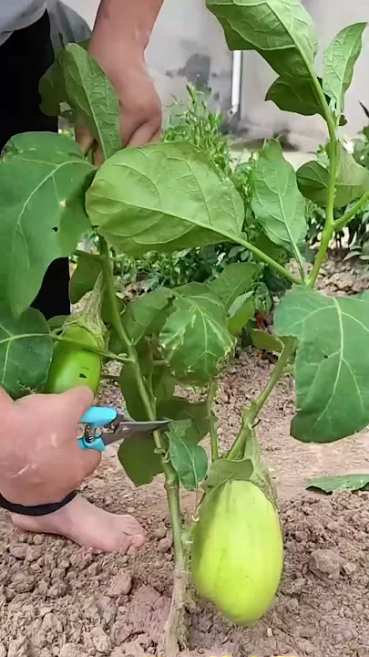 Hard prune after harvest = more fruit later #plants #shorts