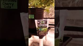 mizzflor420grow - #tnb naturals Kelptastic Kelp Meal for your plants Try Kelptastic #tnbnaturals