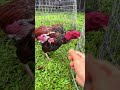 Xám huế. Con gà ế độ toàn quốc. Đam mê gà chọi.