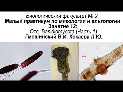 Малый практикум 12 занятие. Отдел Basidiomycota, часть 1