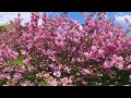 2026.4『360° たけべの森公園』🌸カンザン桜🌸 / 岡山市北区建部町