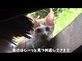 逃げずにこちらを見つめる野良猫の子猫