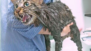 현실자매의 고양이 목욕시키기!!! 웃다가 화장실에서 쓰러짐 ㅋㅋㅋㅋㅋ