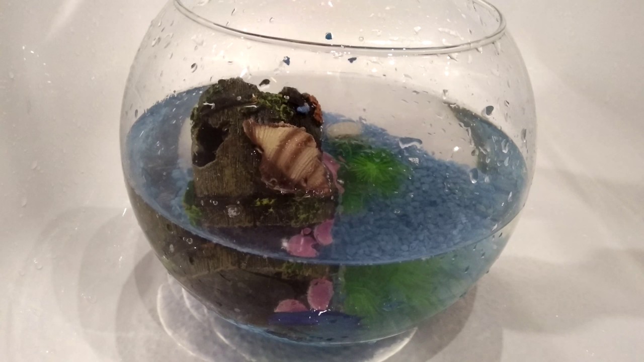 Как часто надо менять воду в вазе. Рыбки Петушки в круглом аквариуме. Рыбка петушок в круглом аквариуме маленьком. Круглый аквариум с фиолетовым петушком. Круглый аквариум 3 л для петушка.
