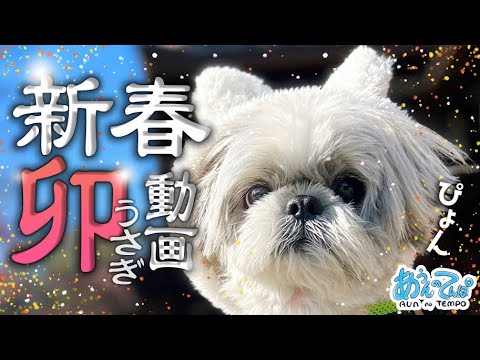 【あけおめ】2023シーズー犬てんぽさん新春卯動画【激かわうさぎ犬】Happy New Year!