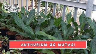 ANTHURIUM Gelombang Cinta Mutasi #tanamanhias #anthurium #vlog2020