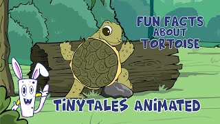 Let's know the animal | Tortoise Facts for Kids | Fun Learning Video for Kids | Tinytales Animated