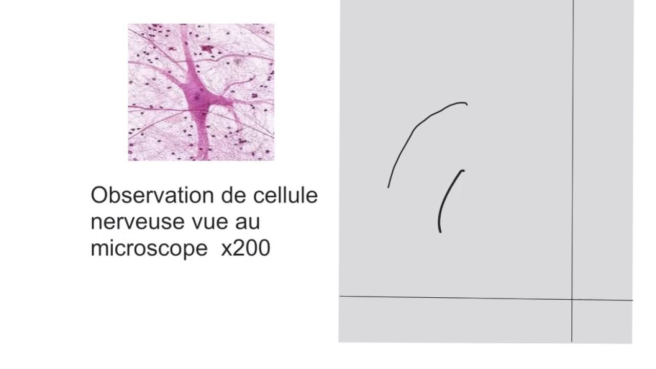 Video Methode Realiser Un Dessin Scientifique Youtube