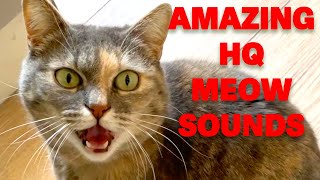 Attract cat with HQ meows  HQ loud sound