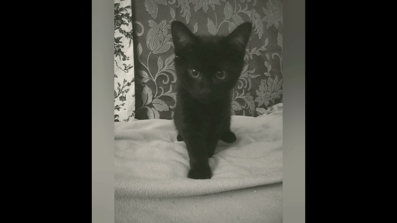 Cute Black Kitten 😻 Transformation Into Panther 🐾 