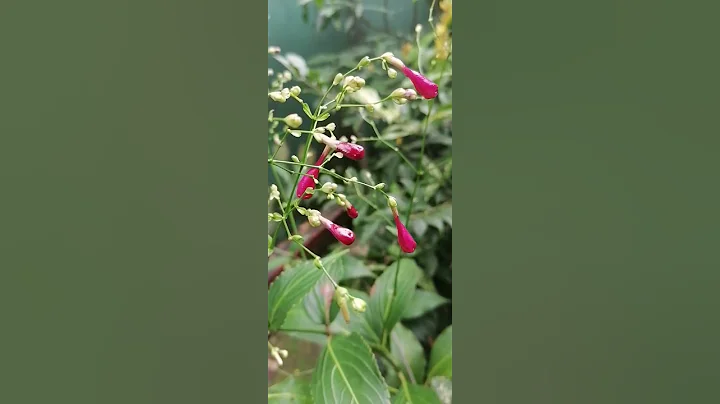 Flowers are magic for give happiness #shorts #flowers #happy - DayDayNews
