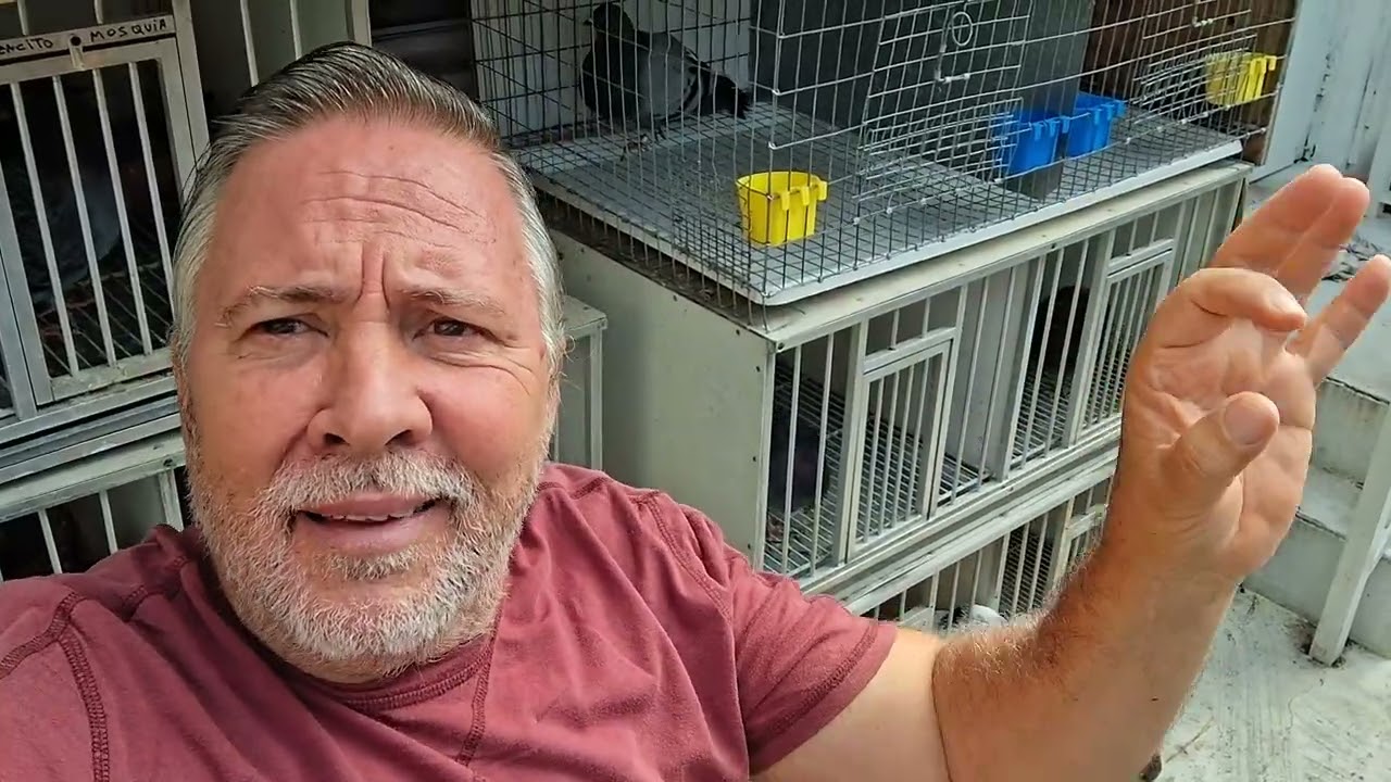 LO MALO Y LO BUENO,SALDRÁ.TRASLADO DE LOS HUEVOS.PLANTAS QUE AHUYENTAN A LAS PALOMAS 🧐👉☘️🪴🌿🕊  🎥🎥🎥👌😡🦾